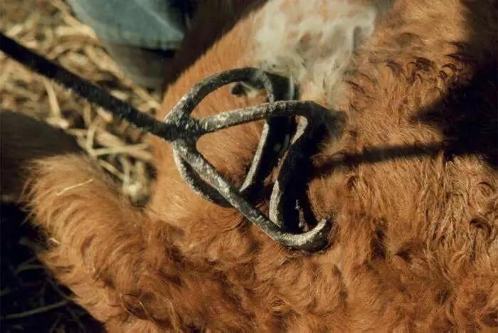 注冊國內(nèi)商標(biāo)